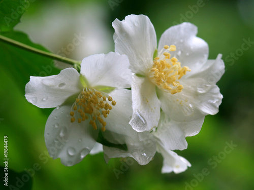 spring