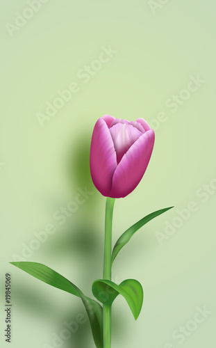 Fototapeta Naklejka Na Ścianę i Meble -  Tulipe