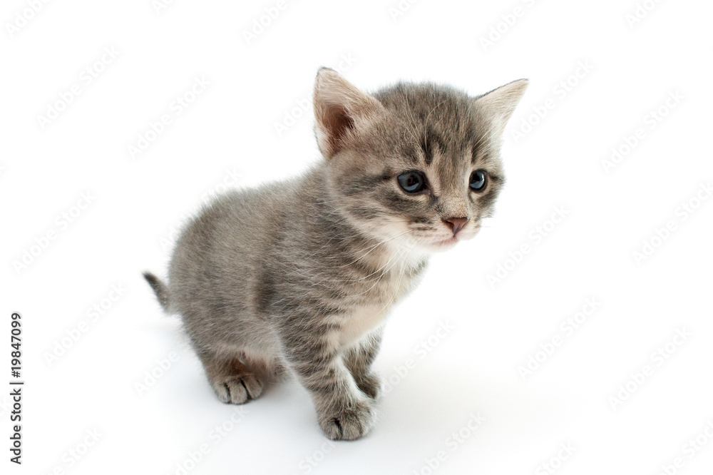 Obraz premium kitten