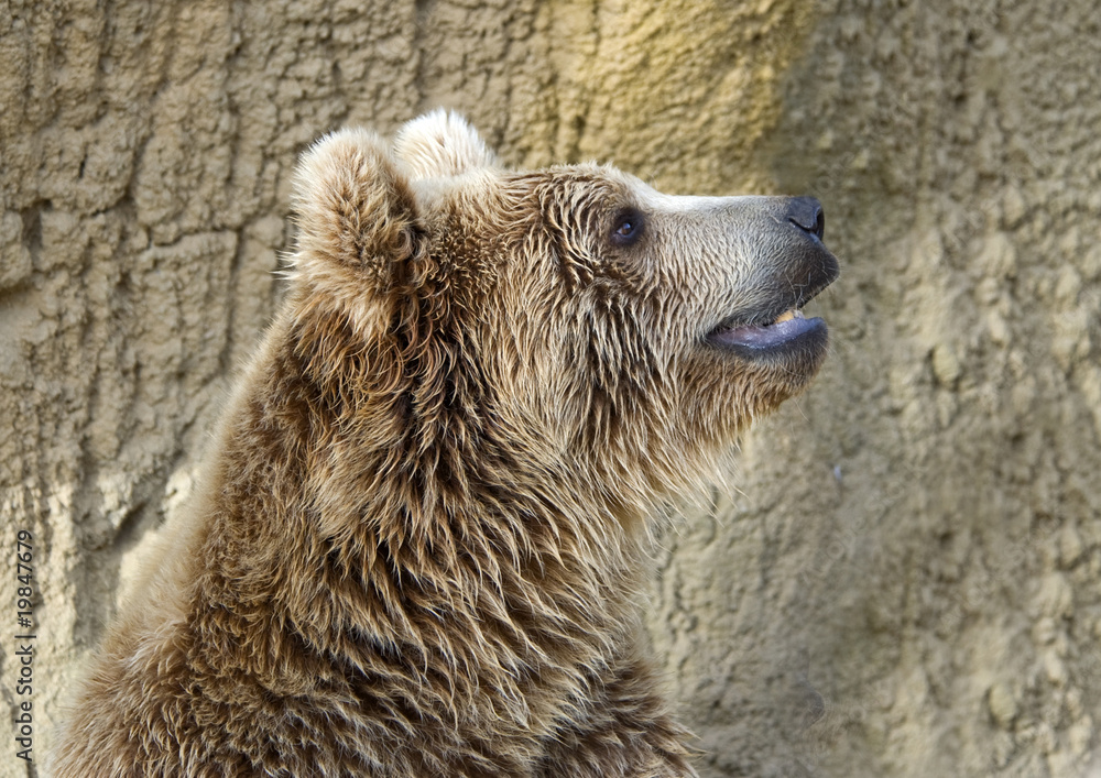 Obraz premium Brown Bear