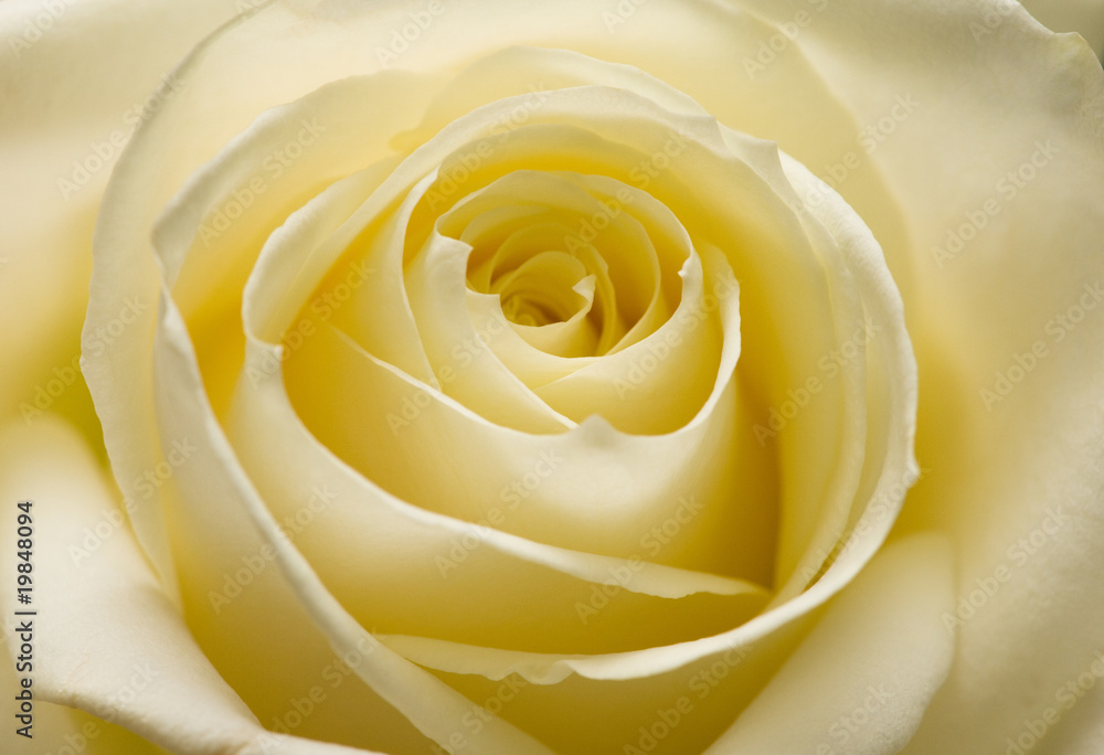 yellow rose yellow rose