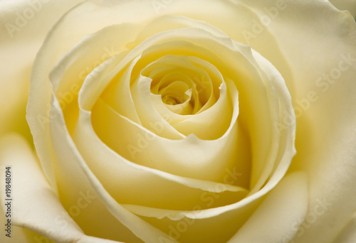 yellow rose