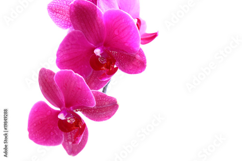 blumenhintergrund orchidee