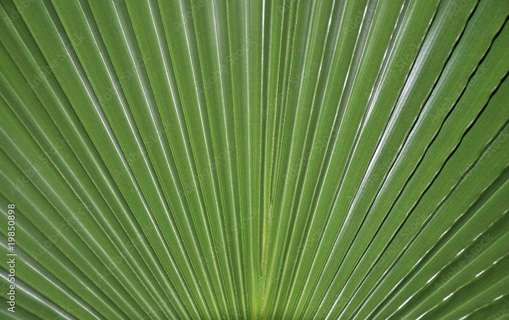 Hoja de palma Hoja de palma