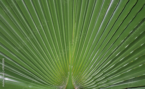 Hoja de palmera