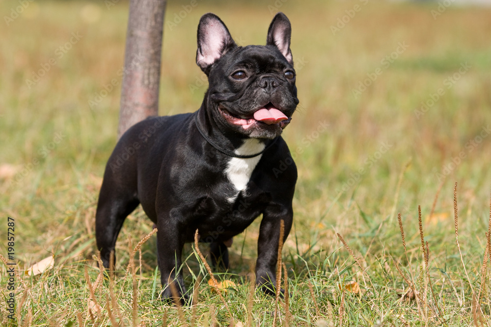 Black French Bulldog in outdoor settings Black French Bulldog in outdoor settings
