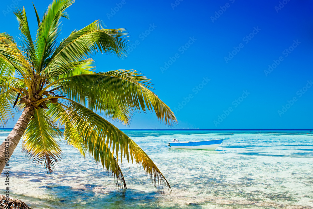 Palm on white sand beach near cyan ocean