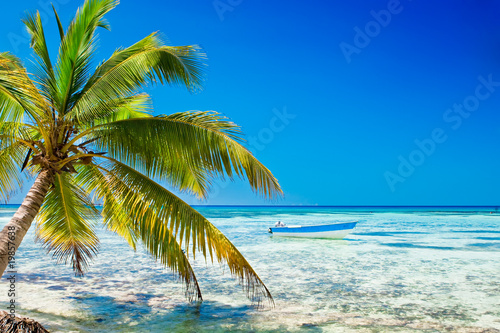 Fototapete Palm on white sand beach near cyan ocean