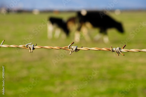The prisoned cows