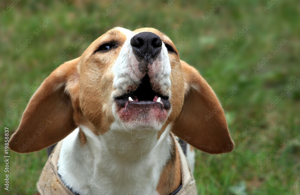 Jammernder Beagle
