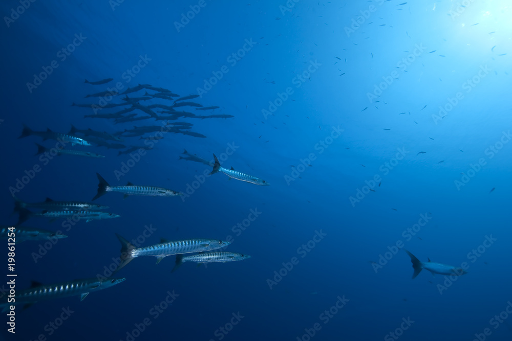 Obraz premium great barracudas and ocean