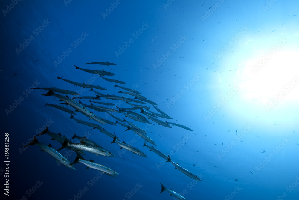 great barracudas and ocean great barracudas and ocean