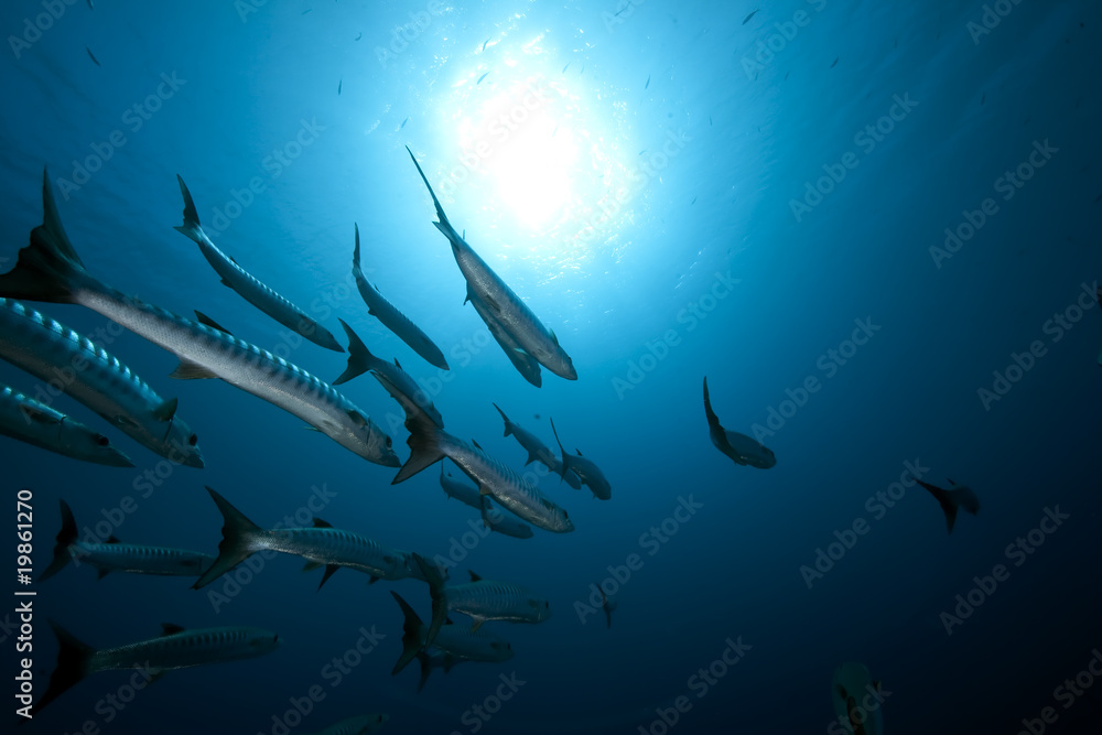 great barracudas and ocean great barracudas and ocean