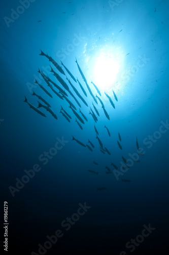 great barracudas and ocean © stephan kerkhofs