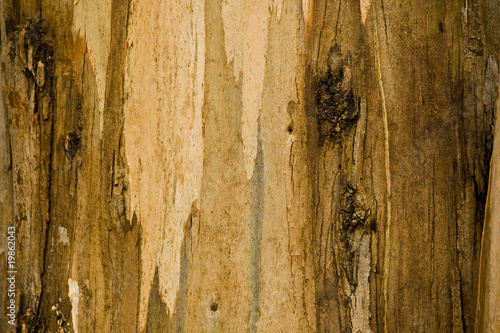 wood tree background