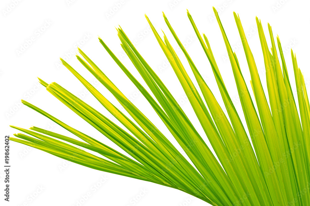 Obraz premium palme fond blanc