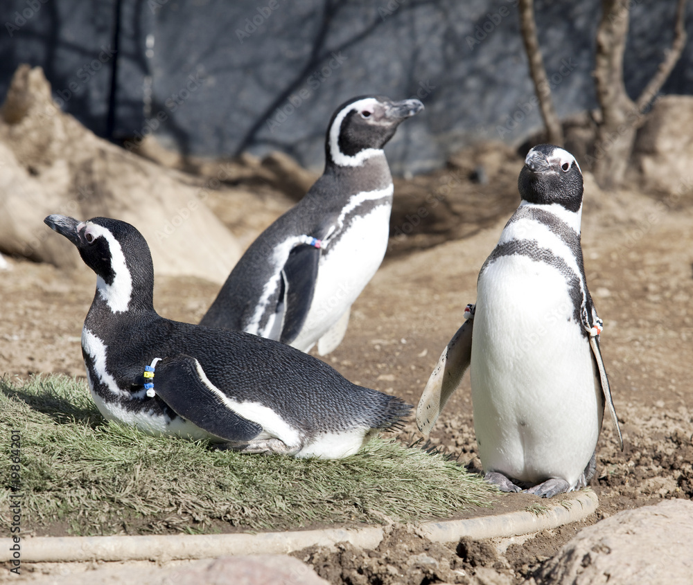 Obraz premium Humboldt Penguin's