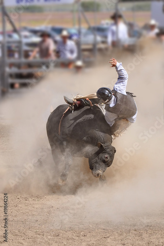 Rodéo, cowboy chevauchant un taureau photo