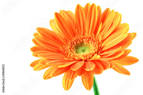 Orange gerbera flower