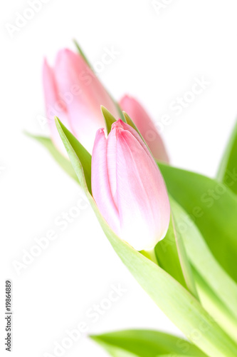 Fototapeta Naklejka Na Ścianę i Meble -  Beautiful pink tulip flowers