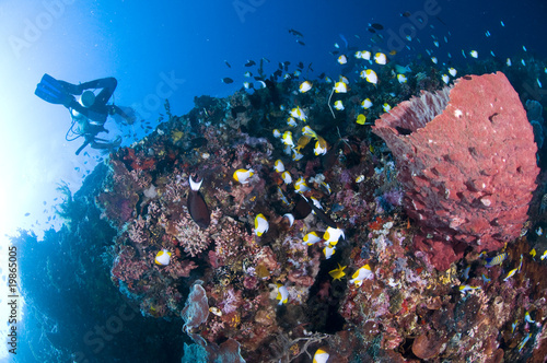 Plongeuse et récif, photo sous marine, Lembeh, Indonésie photo