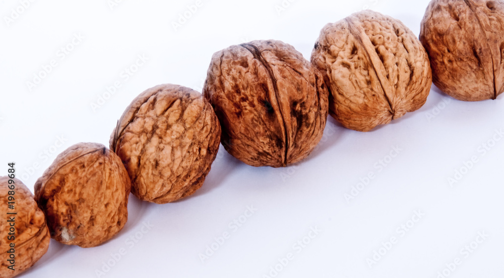 line of walnuts line of walnuts