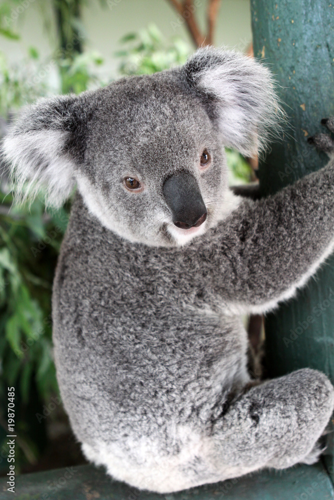 Naklejka premium Australian Koala (Phascolarctos cinereus)