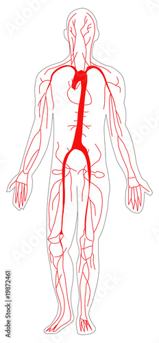 Blood Circulation System