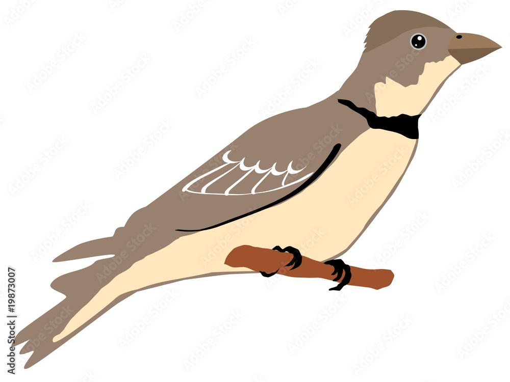 Fototapeta premium lark