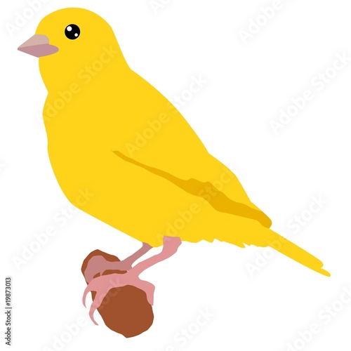 canary photo