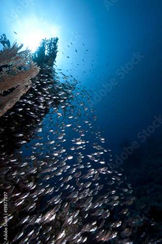 golden sweepers, coral and ocean