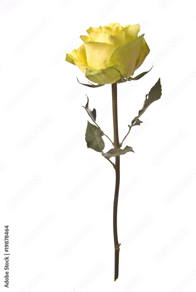 Obraz premium Rose