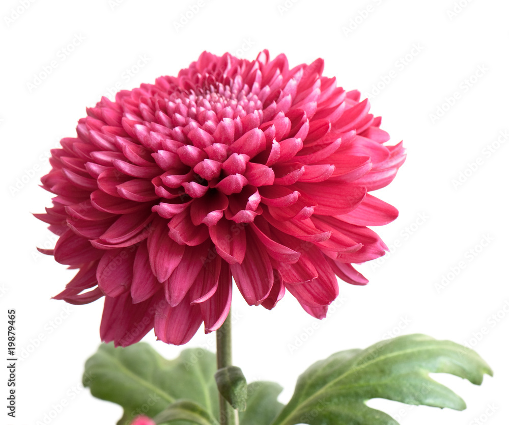 chrysanthemum chrysanthemum