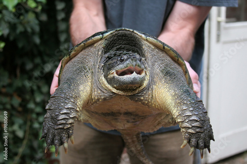 Schnappschildkröte