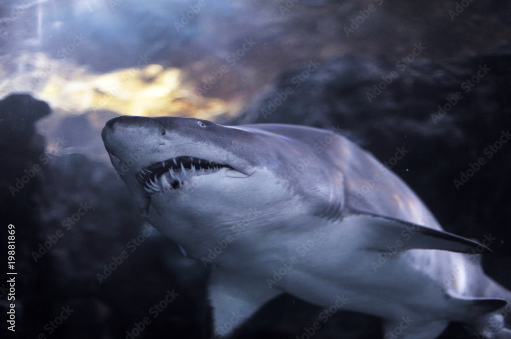 Naklejka premium Shark