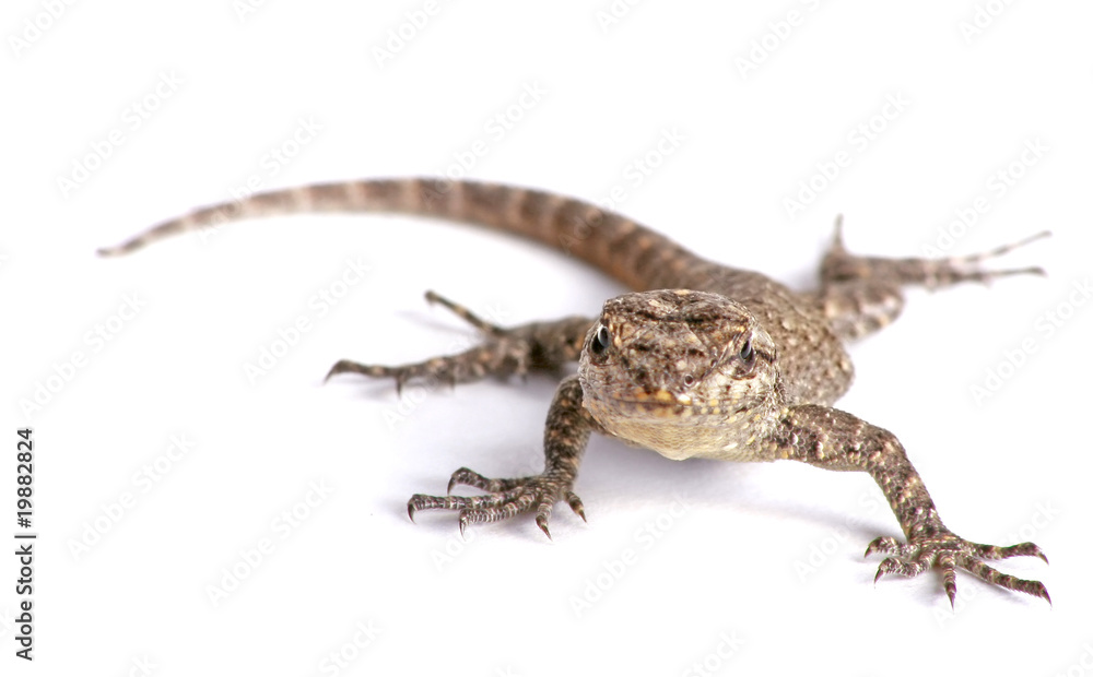 Naklejka premium common garden lizard isolated on white