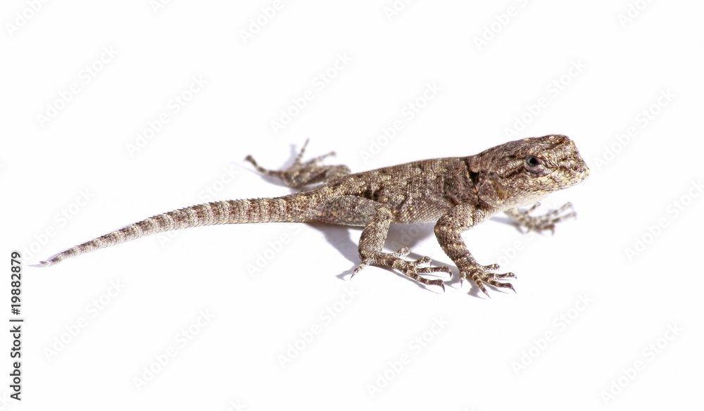 Naklejka premium wspólne jaszczurka ogrodowa na białym tle