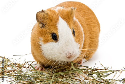 guinea pig
