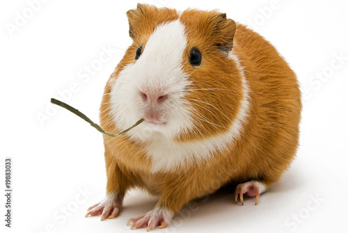 guinea pig