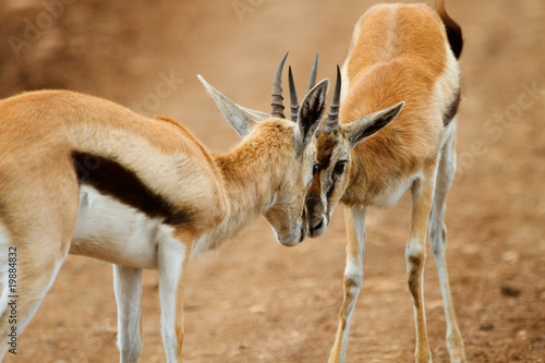 Thomsons gazelle photo