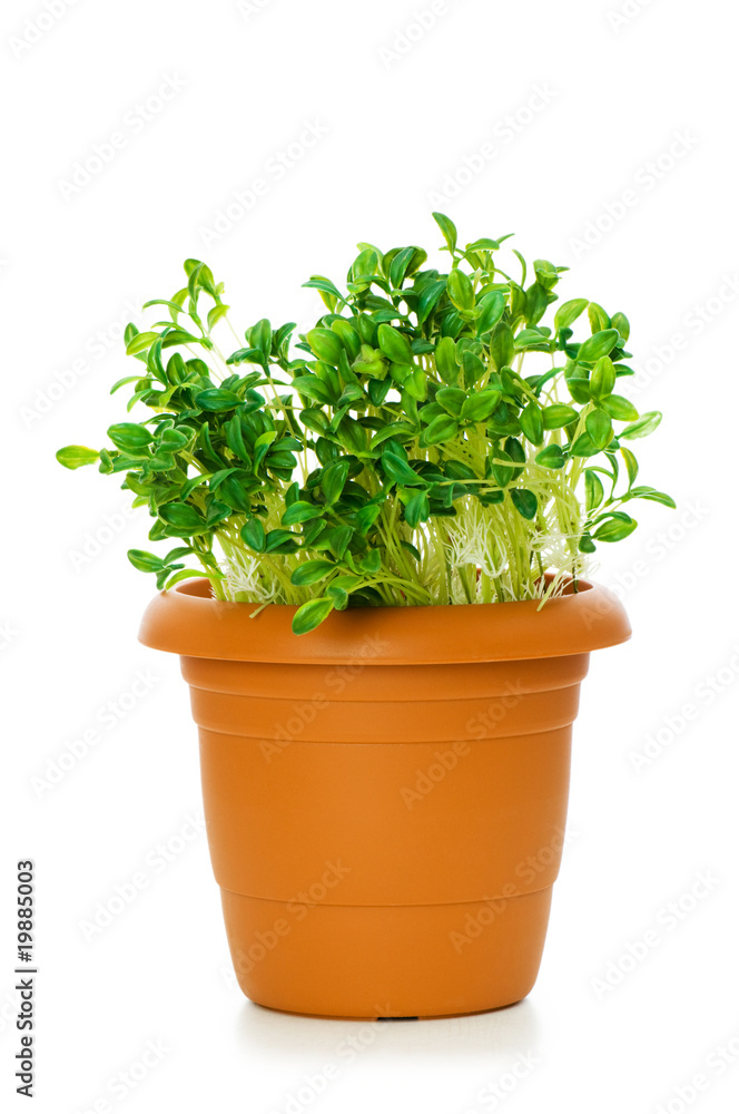 Green saplings growing in the clay pot Green saplings growing in the clay pot