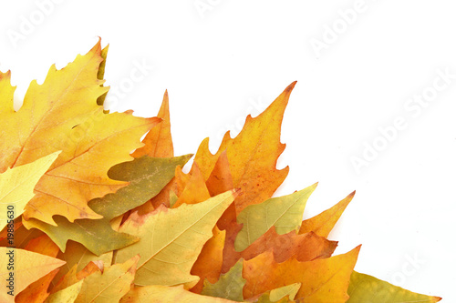 yellow leaf on a white background