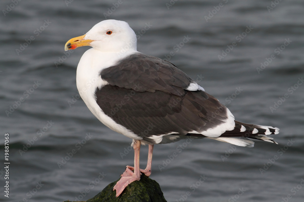 Naklejka premium Greater Black-backed Gull By The Ocean