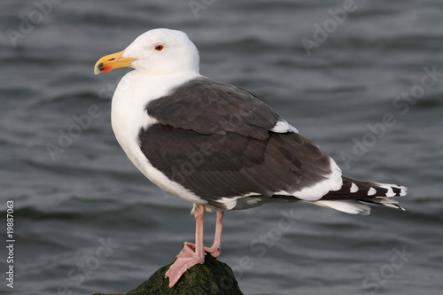 Greater Black-backed Gull By The Ocean photo