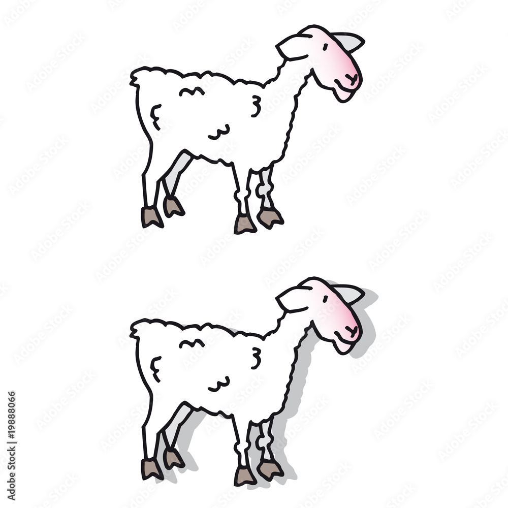 Fototapeta premium Mouton