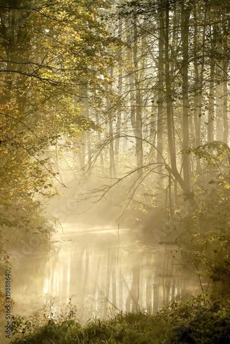 Autumn forest with morning mist floating on the river