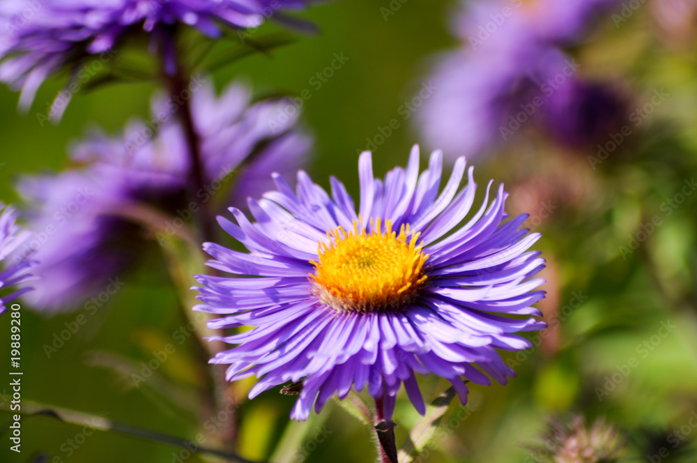 Blume Blume