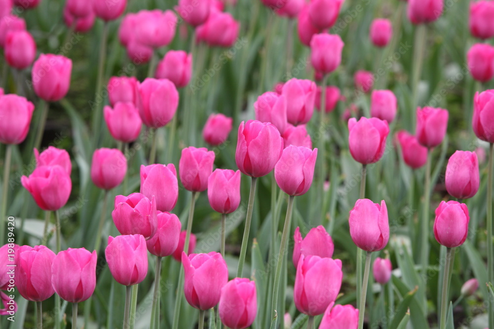 Tulip Tulip
