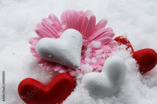 Gerberablüte mit  Herzen im Schnee photo