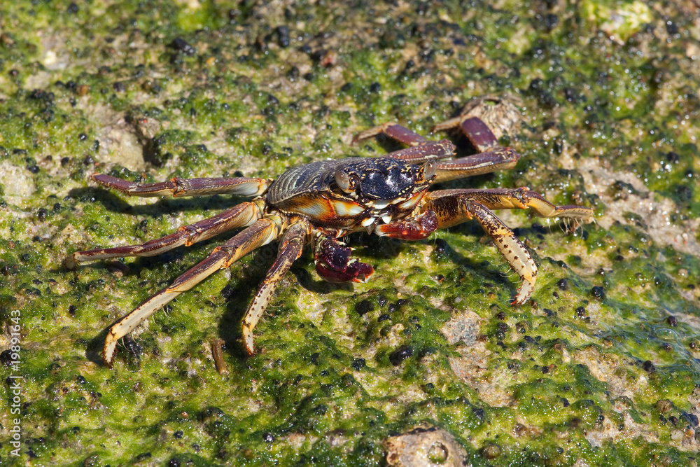 Crab on the Red sea